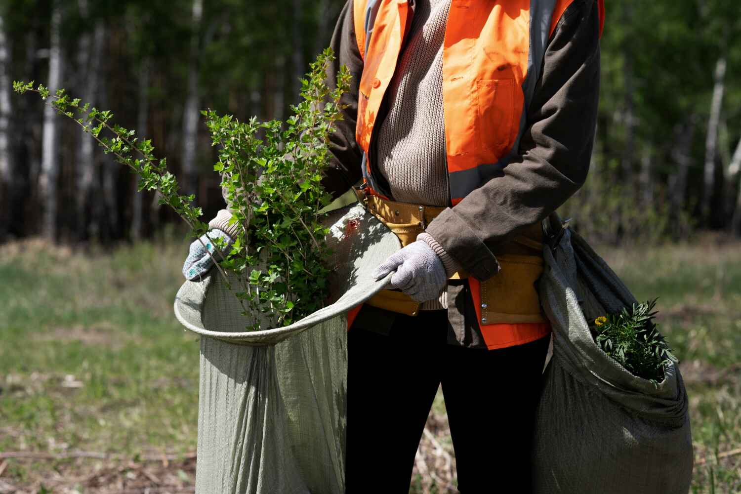 Best Large Tree Removal  in Hibbing, MN